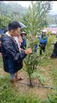 Ảnh hướng dẫn cắt tỉa cây mắc ca năm 2023
